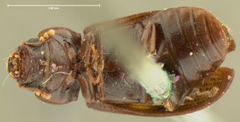 Media type: image;   Entomology 105 Aspect: habitus ventral view